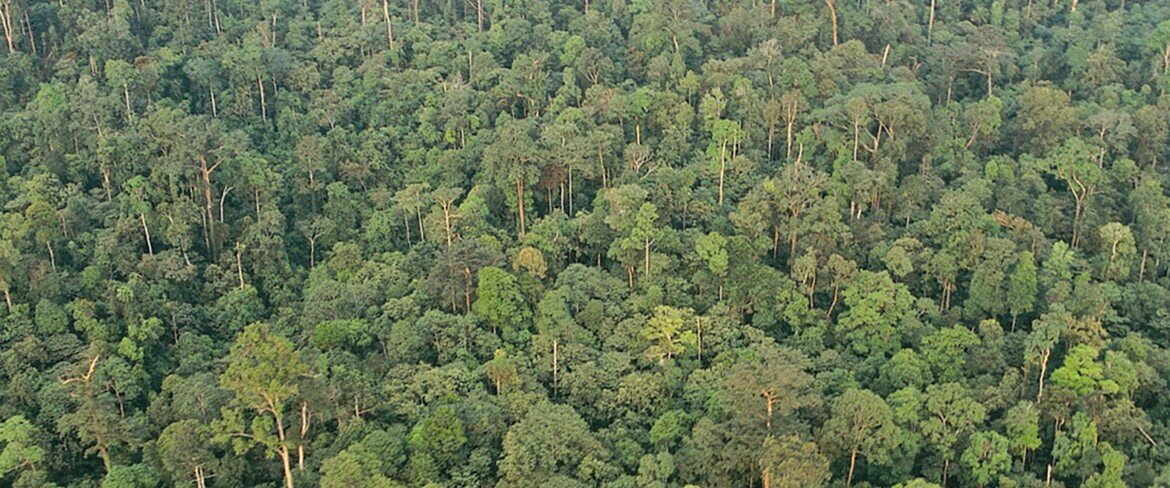 Indonesian rain forest