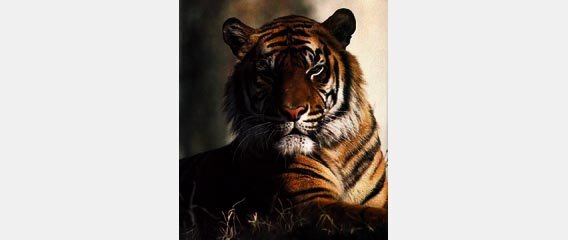 tiger wide