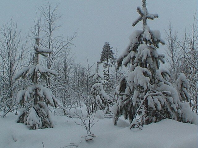3 snowy trees1